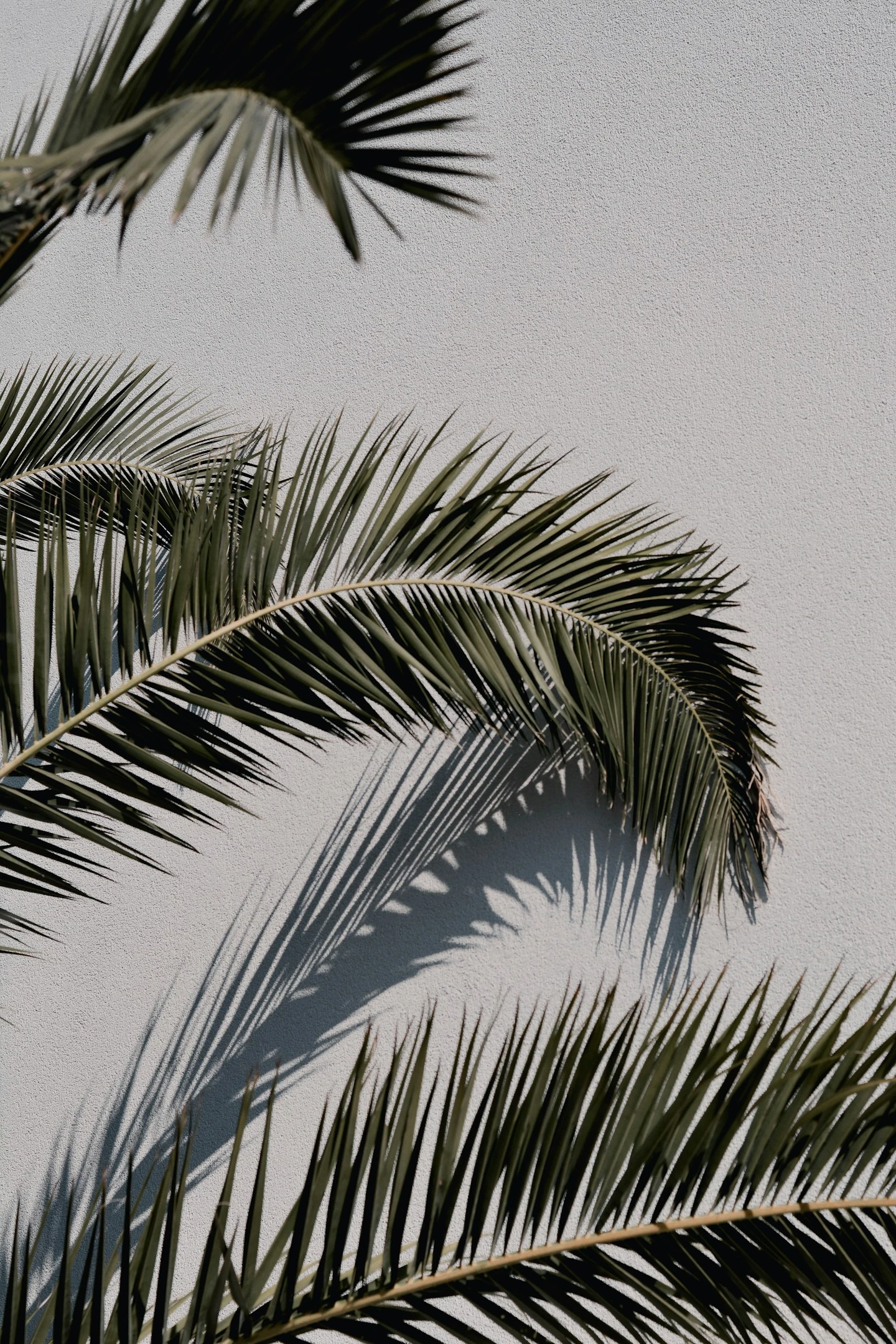 palm tree leaves